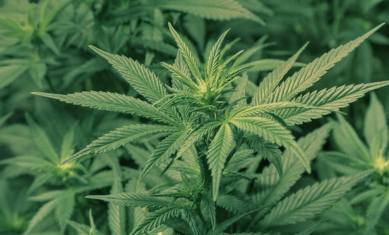 Authorities Required to Return Marijuana